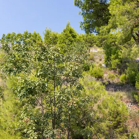 Palfeys لوكفا روجوزنيكا